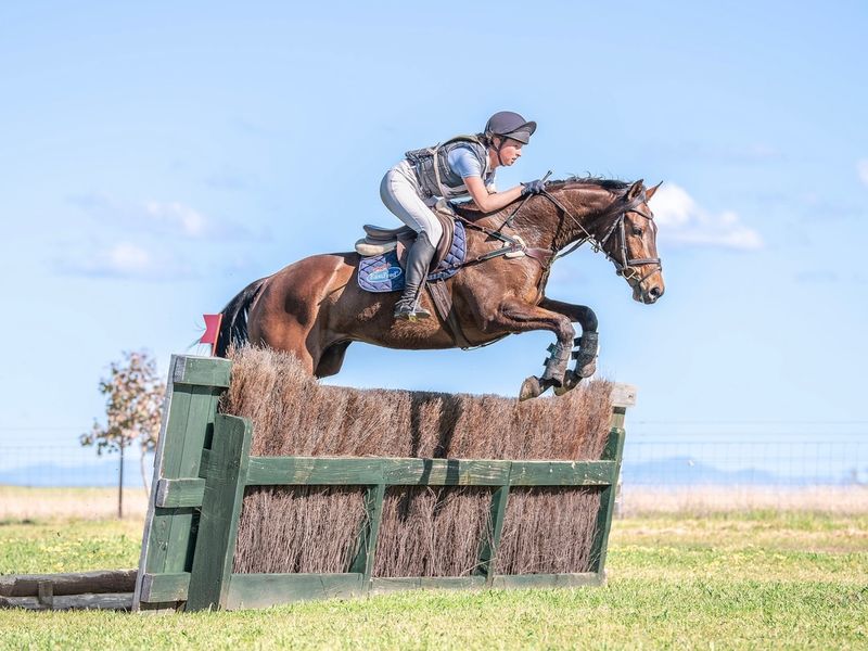 1* Mighty Magic Gelding