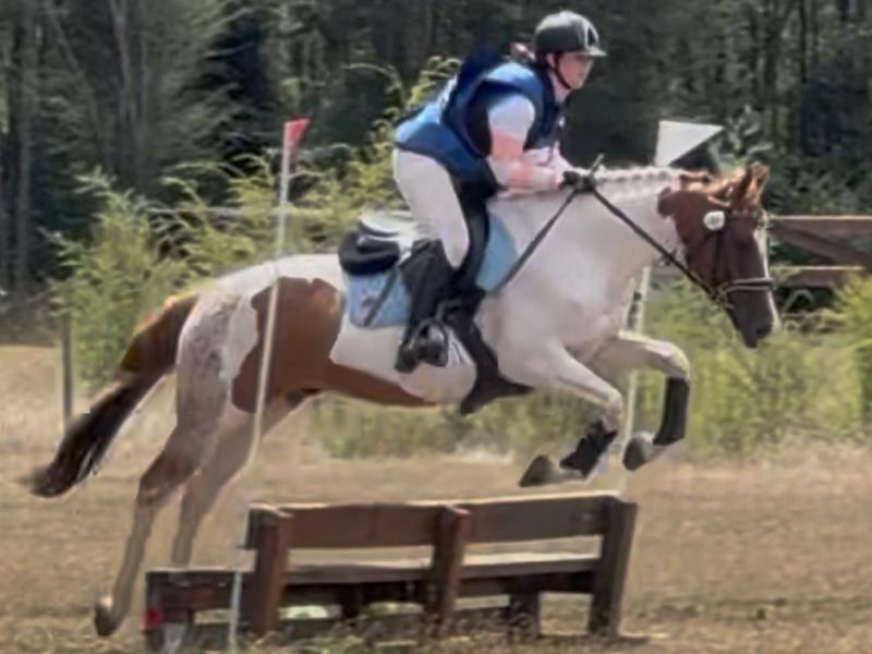 Beautiful Pinto Gelding