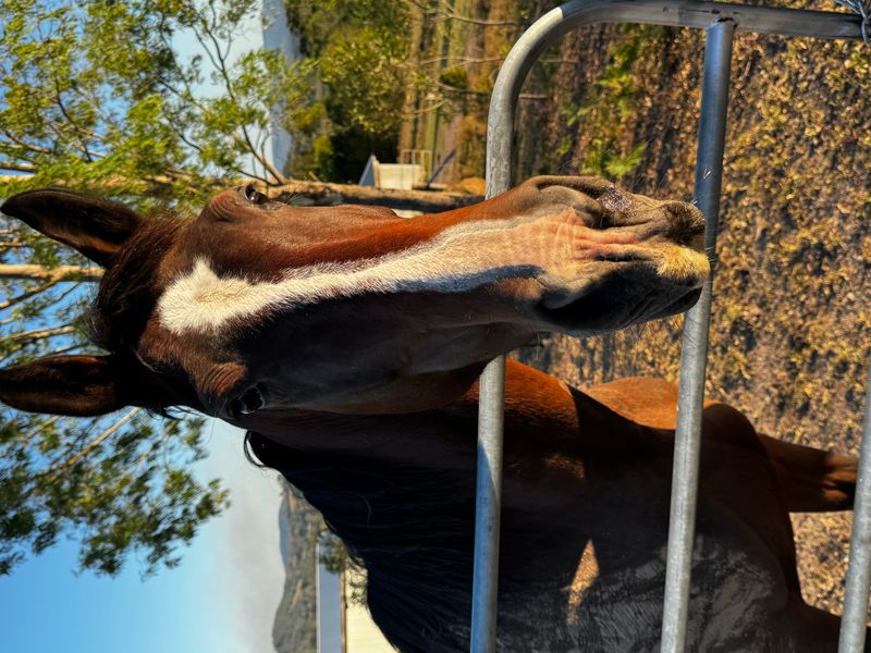 8yr old warmblood mare