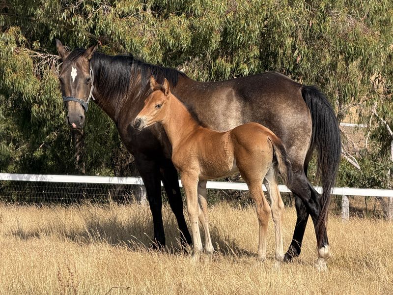 Acres Top Cat filly & QH Mare