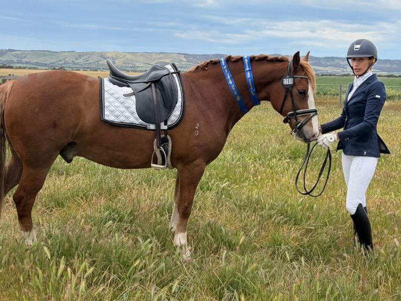 Stunning Pony Dressage Prospect