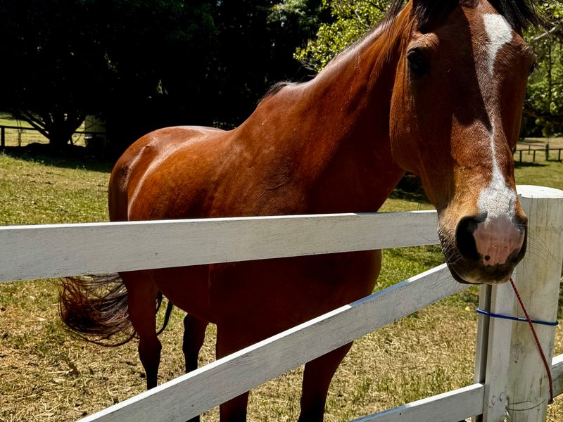 Gelding needing exposure 