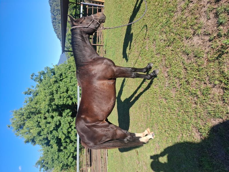 ☆ Future eventing star, well handled youngster r