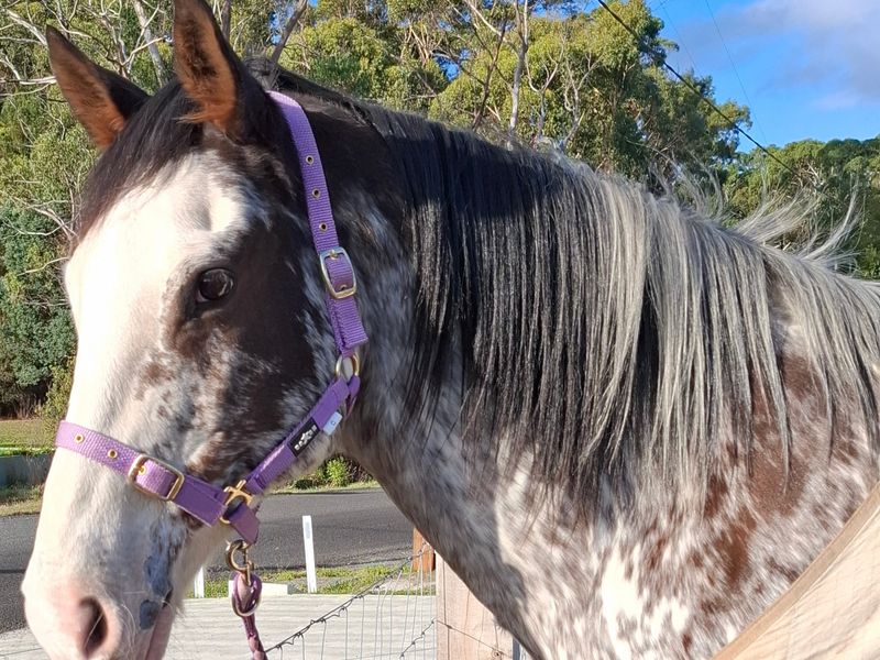 Magnificent TB/Hanoverian/Arab x gelding