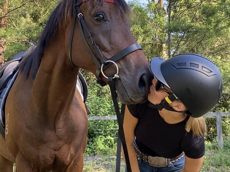 OTTB BAY GELDING 9 YO