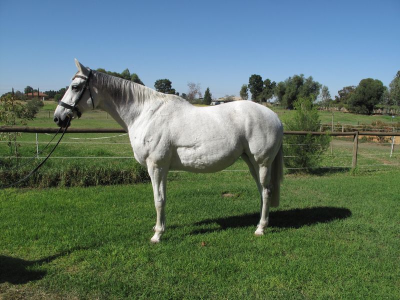 17.1hh AWHA broodmare
