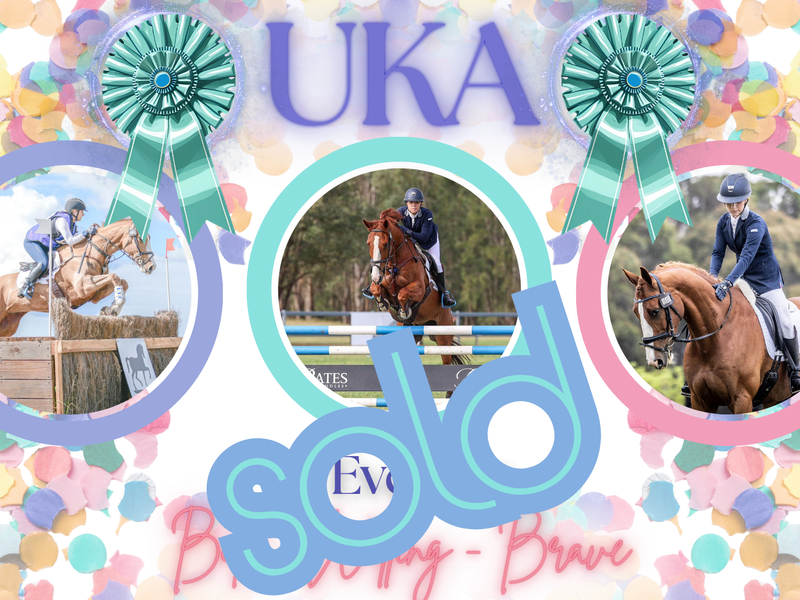 SOLD - Uka - 2* eventer - ASH x
