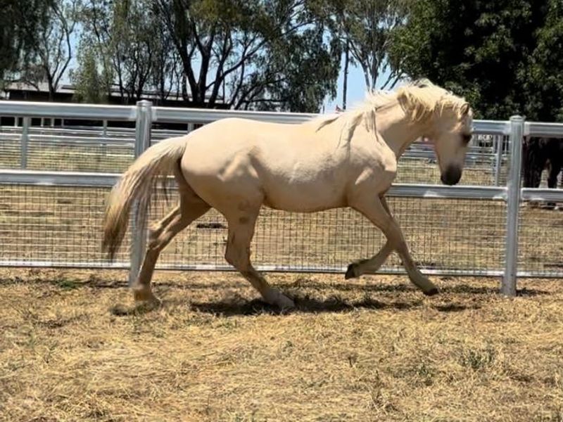 Warmblood x welsh Cob filly