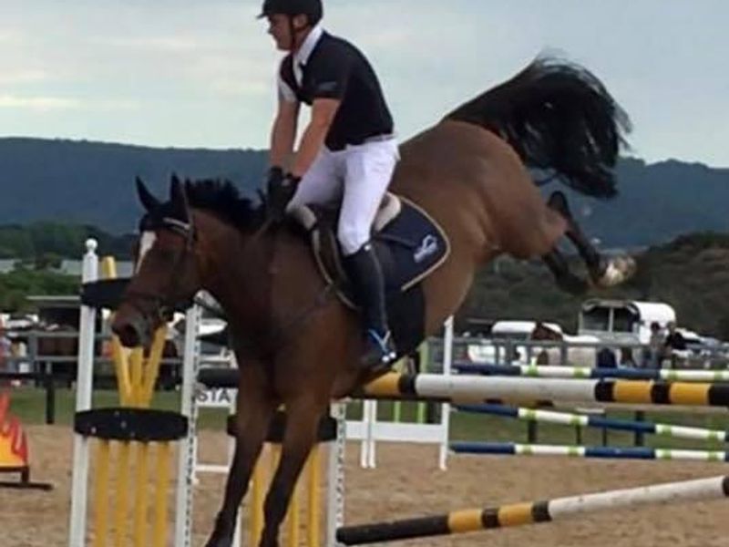 Vivant mare, 1.60 dam, Zangersheid Reg