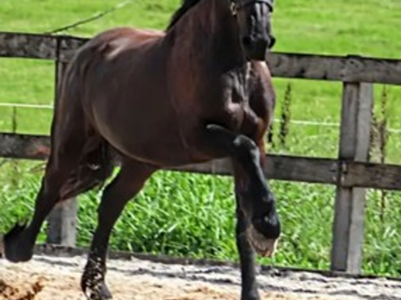Stunning Fresian Gelding