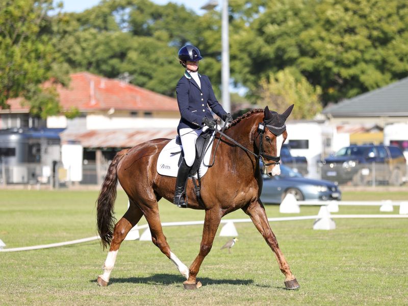 Dressage superstar in the making 