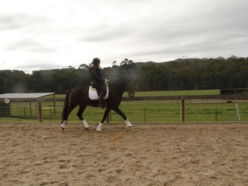 WIS RAINBOW - Fantastic Dressage and Show Mount