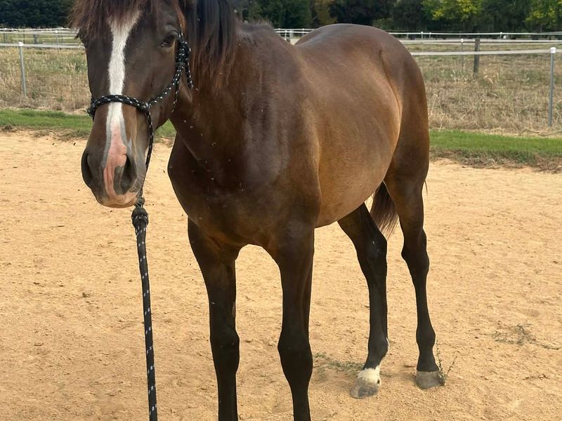 Flashy Andalusian colt