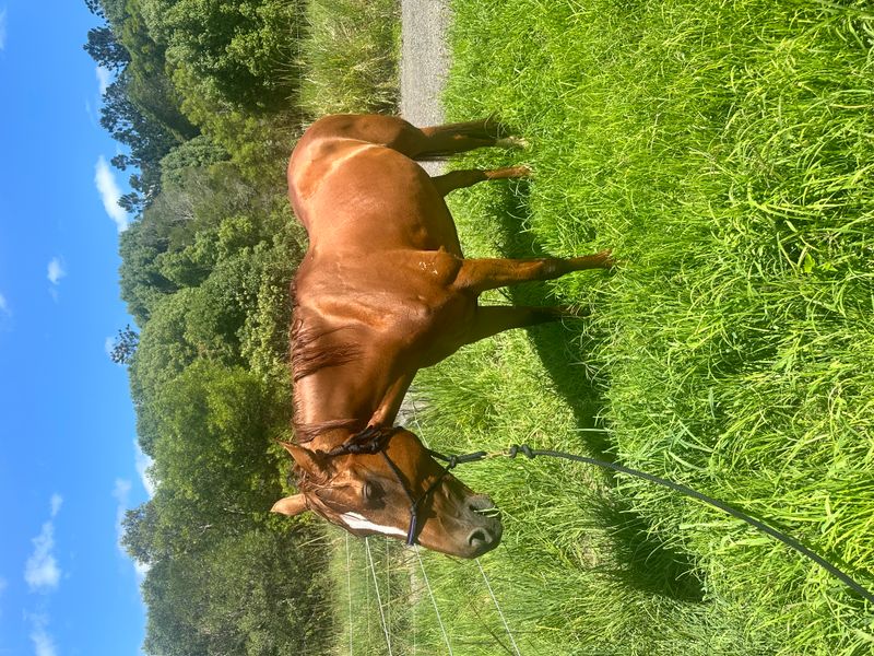 10yo Warmblood Mare–Proven Showjumper, Dressage or