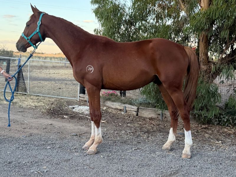 Hickestead White Colt