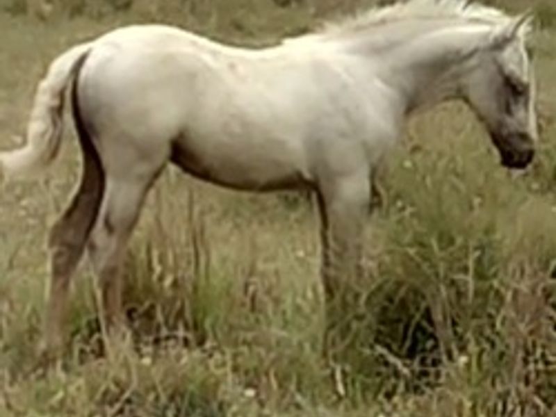 welsh b filly weaned in feb 2026