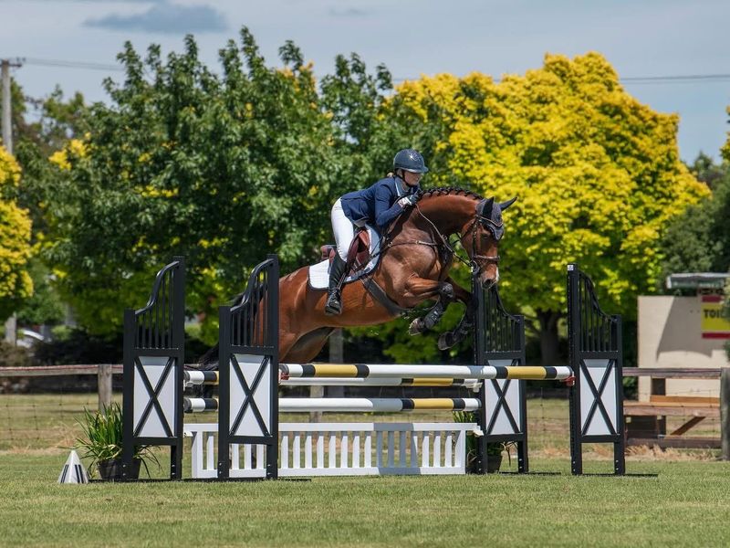 Handsome WB x TB gelding 