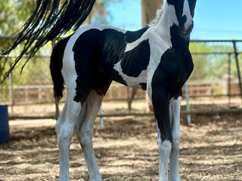 International Quality Friesian x Oldenburg Colt