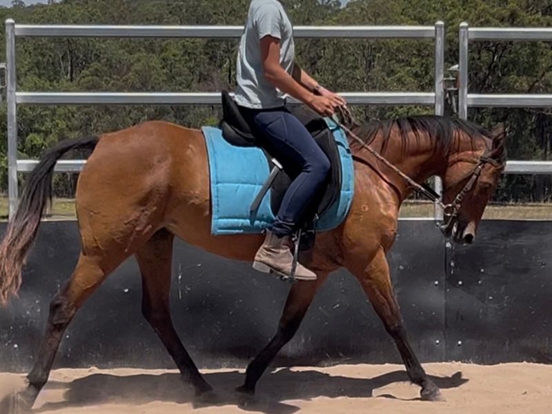 Fun Versatile Triple registered pony 