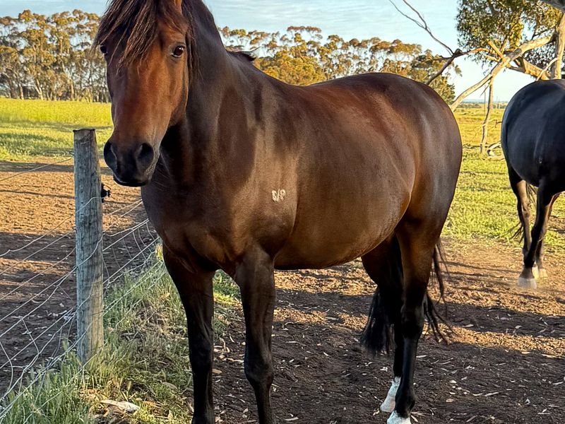 2 in 1 package | Part welsh in foal to GRP