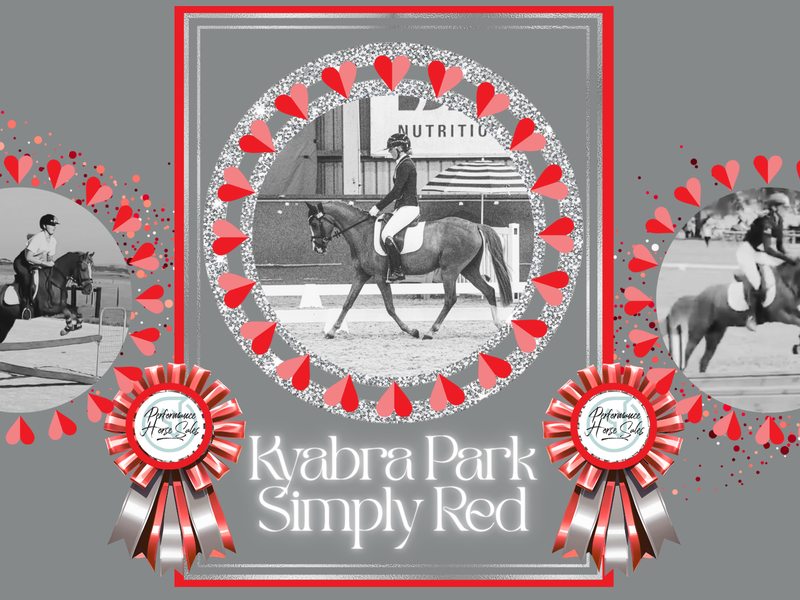 Kyabra Park Simply Red - dressage, show, eventer