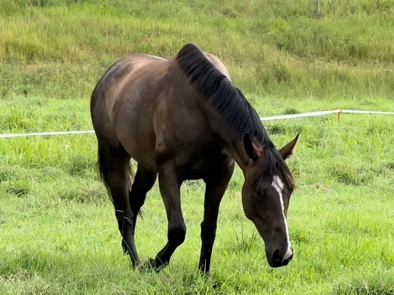 4yo 15.2h mare by Cluster