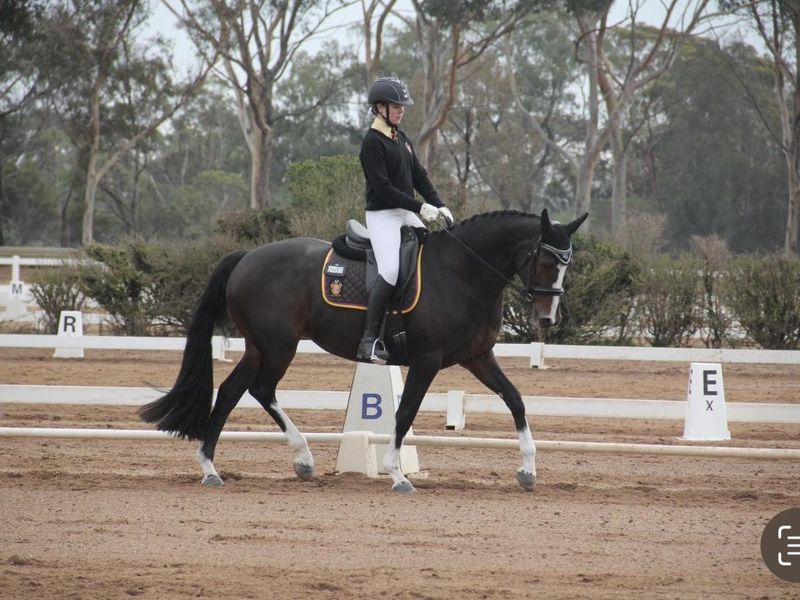 Jalyn Royrumba (Soxie) – 2008,16hh Warmblood