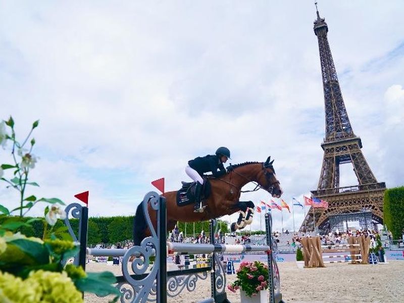 Sire of champion foals, show jumpers & eventers!