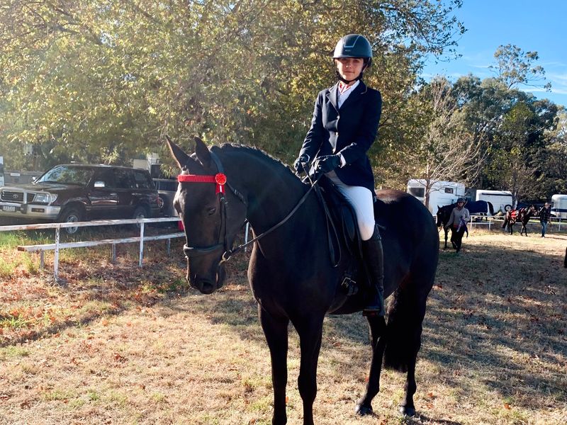 Quiet, bold and flashy allrounder Waler gelding 