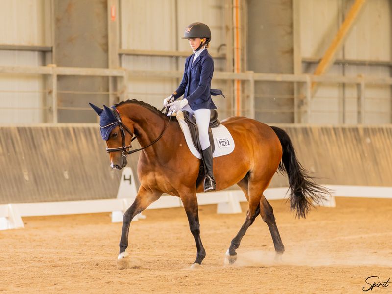 Heartbreaking Sale of a Beautiful Mare