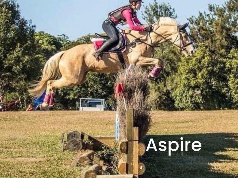 WB pally mare infoal to coloured imp stallion 8800