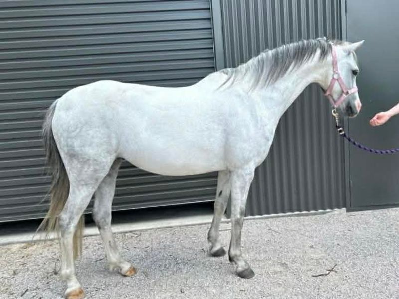Gorgeous 6 yo, Registered Welsh Section B. 13.2hh