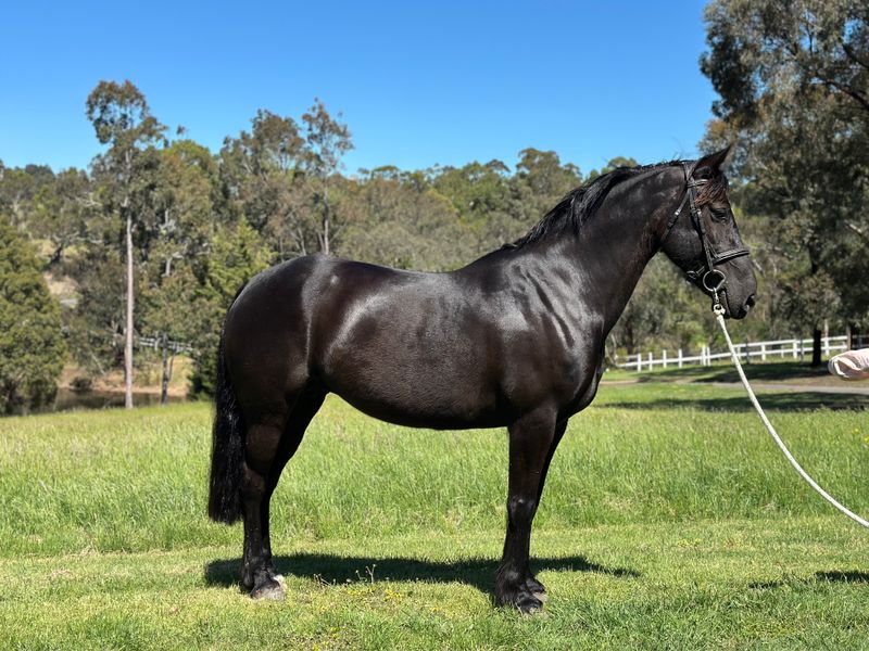 Performance Welsh Cob Mare
