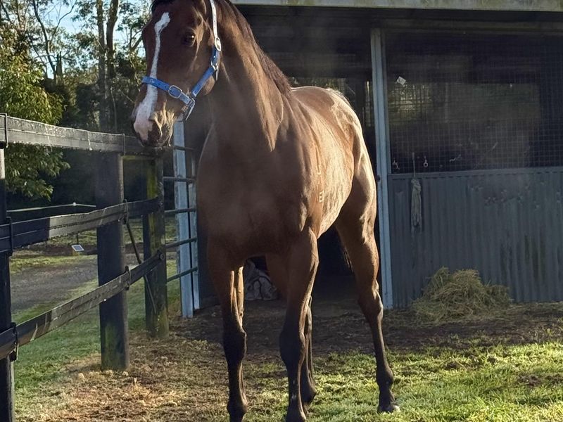 Blank Canvas - Athletic Quailty Boy