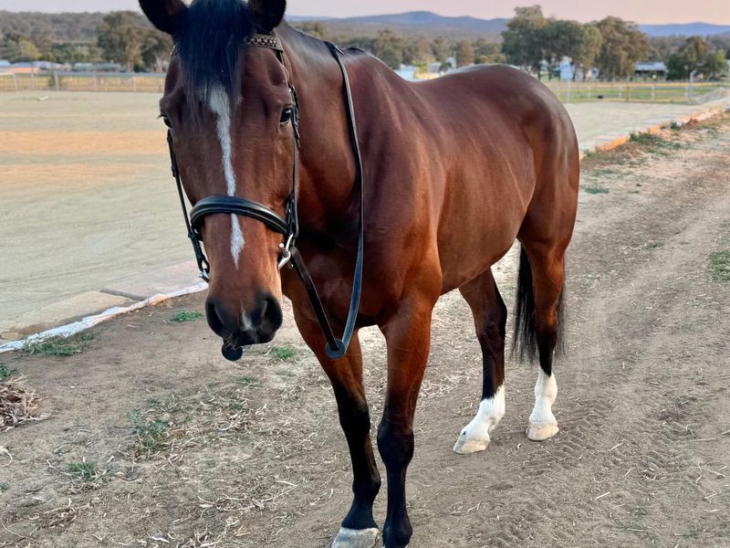 Arnie WB x TB gelding