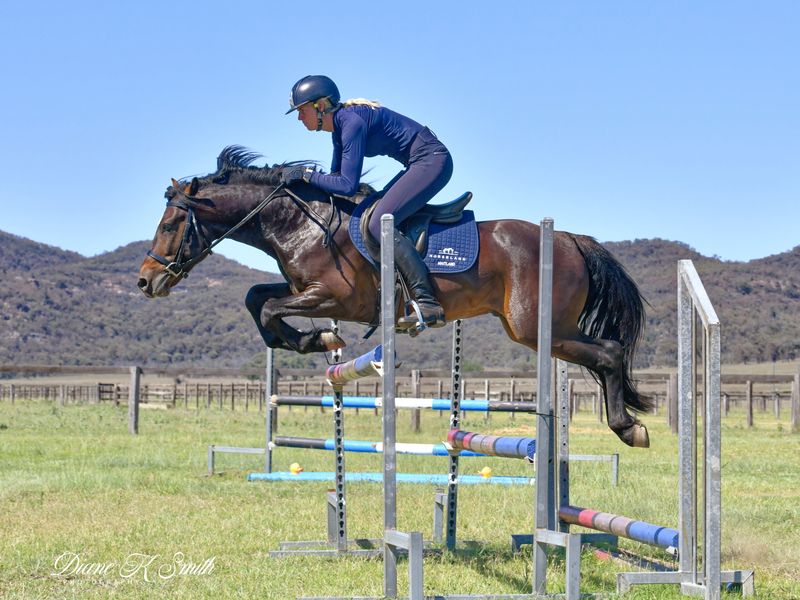 Elite Jumper/ All-Round Connemara