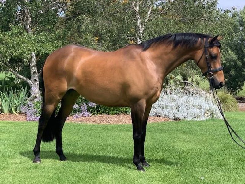 Stunning Riding Pony - Drumeden Regal Finesse