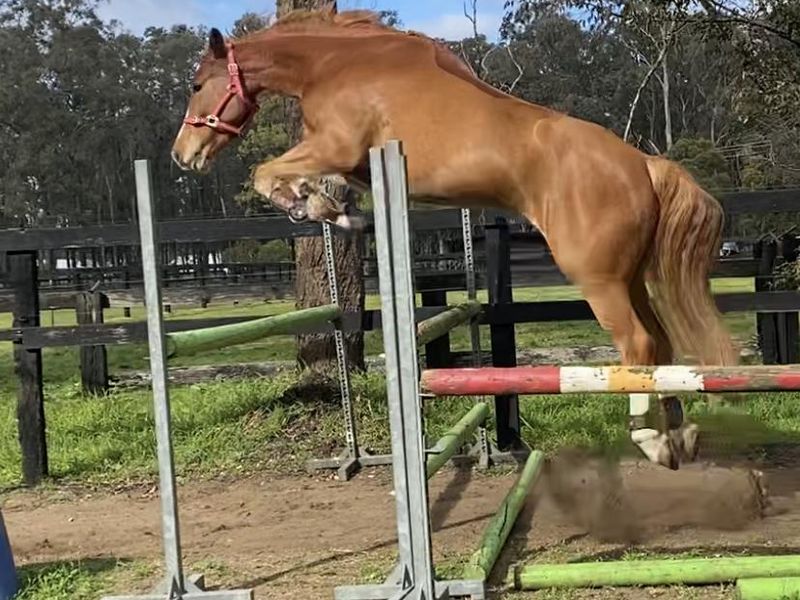 WARMBLOOD x CLYDIE/TB