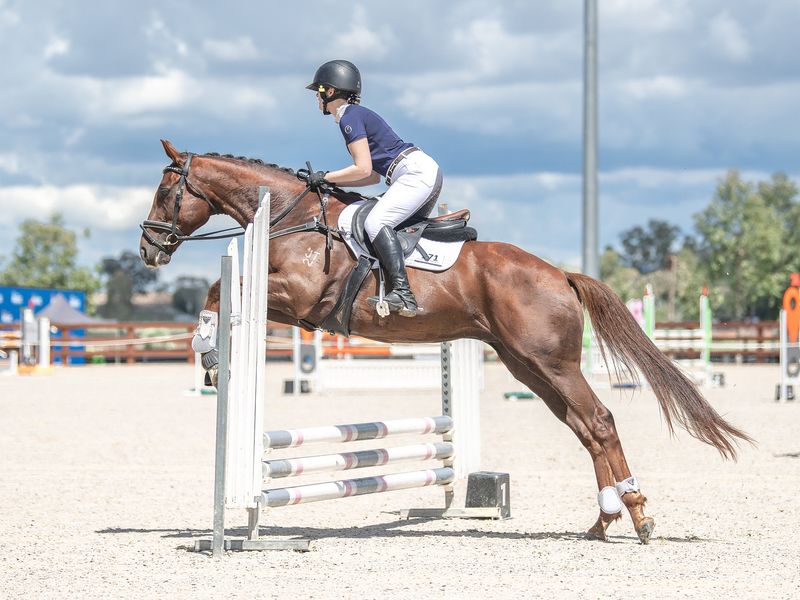 Quiet OTT All Rounder Gelding