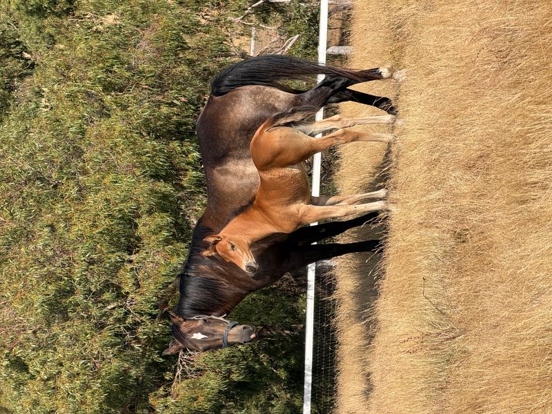 Acres Top Cat filly & QH Mare