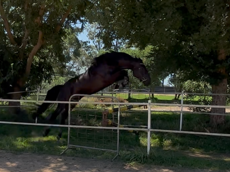 Diarado out of Yalambi's Carpino Z 