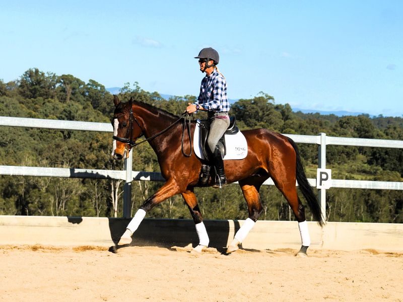 Young dressage gelding with big potential