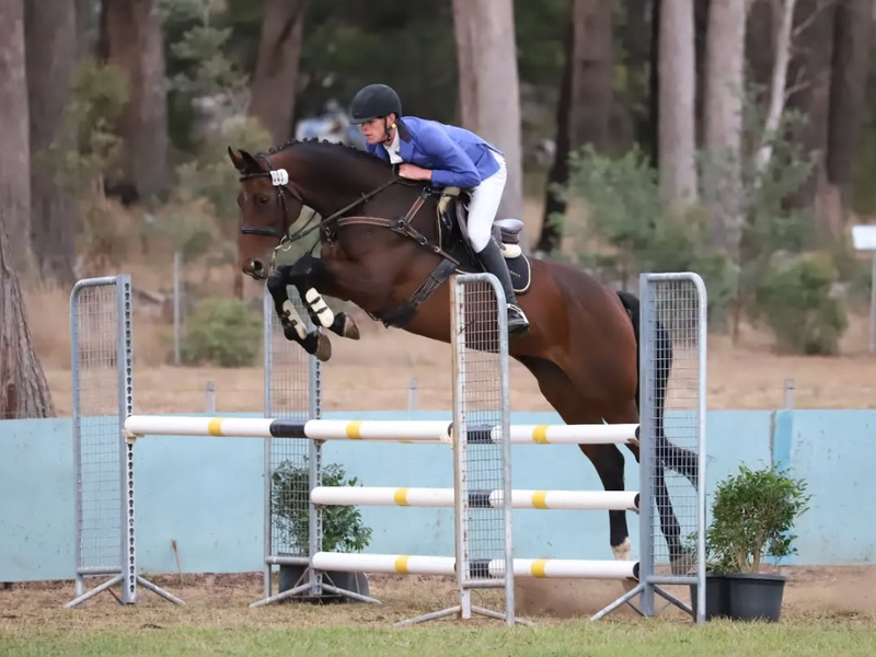 Competitive Performance Mare