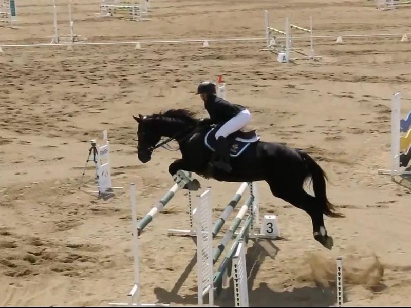 Ultimate Show Jumping Schoolmaster