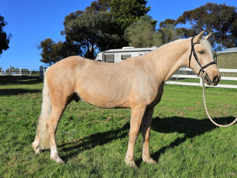 Palomino Performance Welsh Cob