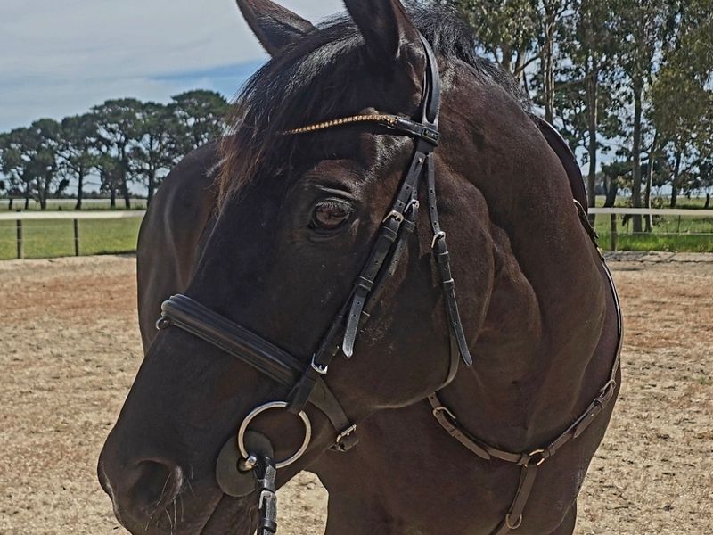 Educated gentleman! Tobiana x 