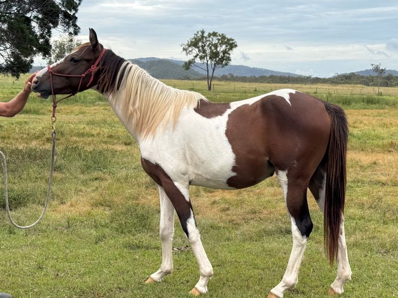 Paint gelding 