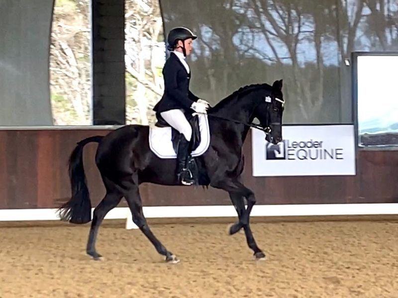 Competitive Dressage Pony 