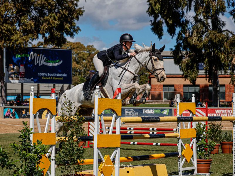 Show jumping gelding 
