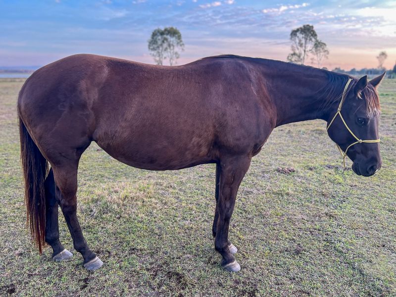 Smokey Black Mare by Recycled Genetics 
